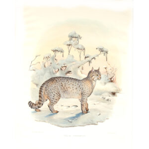 Felis Caudatus. Bokhara Chaus. Daniel Giraud Elliot. A Monograph of the Felidae or Family of Cats. Museum quality giclee print.