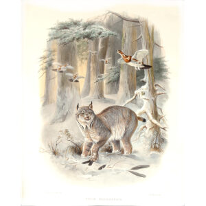 Felis Canadensis. Northern Lynx. Daniel Giraud Elliot. A Monograph of the Felidae or Family of Cats. Museum quality giclee print.