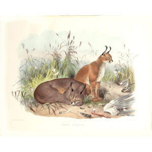 Felis Caracal. Daniel Giraud Elliot. A Monograph of the Felidae or Family of Cats. Museum quality giclee print.