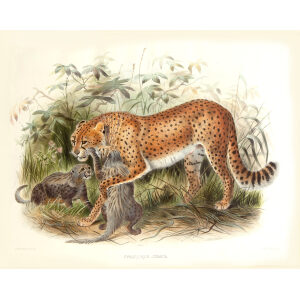 Cynailurus Jubatus. Cheetah Hunting Leopard. Daniel Giraud Elliot. A Monograph of the Felidae or Family of Cats. Museum quality giclee print.)