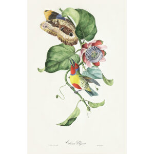 Descourtilz - Cabézon-Elégant Brilliant Birds of Brazil or Oiseau Brillans du Brésil. Museum quality giclee print.