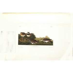 John James Audubon Birds of America Plate 200 shore Lark Giclée Print