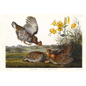 John James Audubon Birds of America Plate 186 Pinnated Grouse Giclée Print