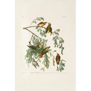 John James Audubon Birds of America Plate 197 American Crossbill Giclée Print