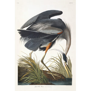 John James Audubon Birds of America Plate 221 Great Blue Heron Giclée Print