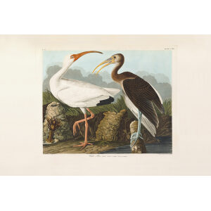 John James Audubon Birds of America Plate 222 White Ibis Giclée Print