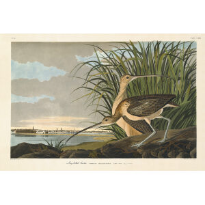 John James Audubon Birds of America Plate 231 Long Billed Curlew Giclée Print