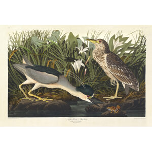 John James Audubon Birds of America Plate 236 Night Heron or Qua Bird Giclée Print