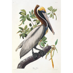 John James Audubon Birds of America Plate 251 Brown Pelican Giclée Print