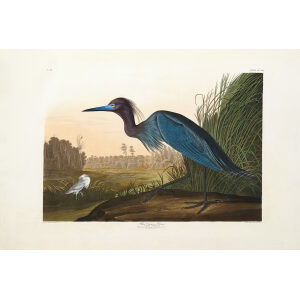 John James Audubon Birds of America Plate 307 Blue Crane or Heron Giclée Print