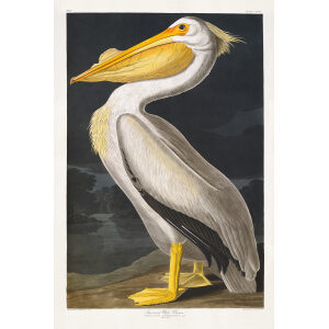 John James Audubon Birds of America Plate 311 American White Pelican Giclée Print