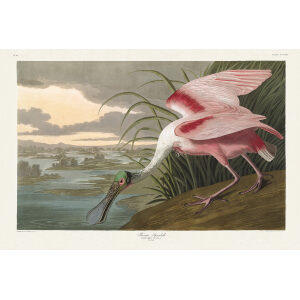 John James Audubon Birds of America Plate 321 Spoonbill Giclée Print