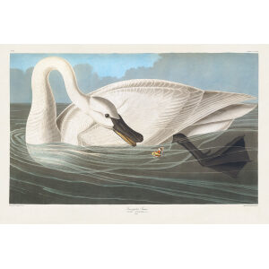 John James Audubon Birds of America Plate 406 Trumpeter Swan Giclée Print