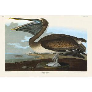 John James Audubon Birds of America Plate 421 Brown Pelican Giclée Print