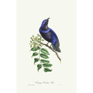 Descourtilz - Cotinga Cordon-bleu Brilliant Birds of Brazil or Oiseau Brillans du Brésil. Museum quality giclee print.