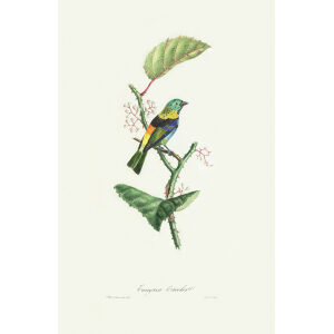 Descourtilz - Tangara Tricolor. Brilliant Birds of Brazil or Oiseau Brillans du Brésil. Museum quality giclee print.