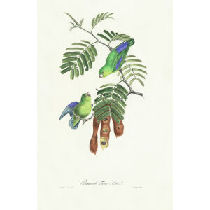 Descourtilz - Psittacule Foui-Eté. Brilliant Birds of Brazil or Oiseau Brillans du Brésil. Museum quality giclee print.