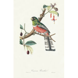 Descourtilz - Couroucou Rosalba Brilliant Birds of Brazil or Oiseau Brillans du Brésil. Museum quality giclee print.