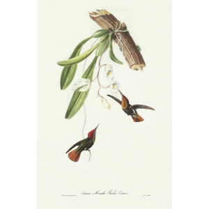 Descourtilz - Oiseau Mouche Rubis Topaze Brilliant Birds of Brazil or Oiseau Brillans du Brésil. Museum quality giclee print.