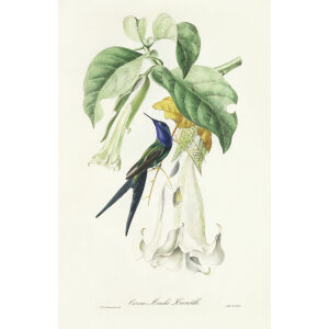 Descourtilz - Oiseau Mouche Hirondelle Brilliant Birds of Brazil or Oiseau Brillans du Brésil. Museum quality giclee print.