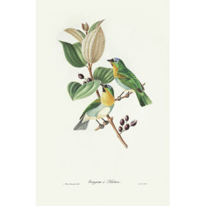 Descourtilz - Tangara à Plastron. Brilliant Birds of Brazil or Oiseau Brillans du Brésil. Museum quality giclee print.