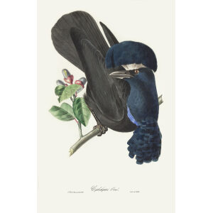 Descourtilz - Céphaloptère-Orné Brilliant Birds of Brazil or Oiseau Brillans du Brésil. Museum quality giclee print.