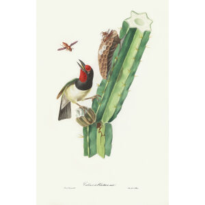 Descourtilz - Cabézon à Plastron noir Brilliant Birds of Brazil or Oiseau Brillans du Brésil. Museum quality giclee print.