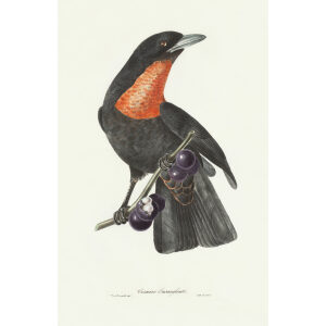 Descourtilz - Coracine Ensanglantée Brilliant Birds of Brazil or Oiseau Brillans du Brésil. Museum quality giclee print.