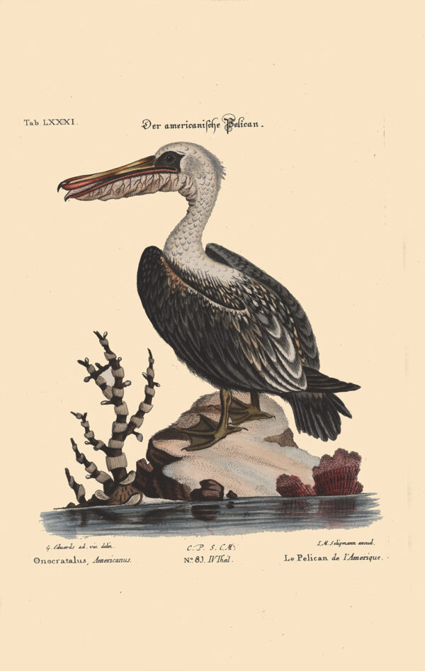 Seligmann - Der americanische Pelican