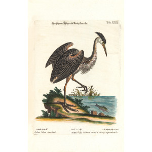 Seligmann Edwards - Der Aschfarbe Reiger aus North-Amerika - Sammlung verschiedener ausländischer und seltener Vögel - Museum quality giclee print - Facsimile Giclee