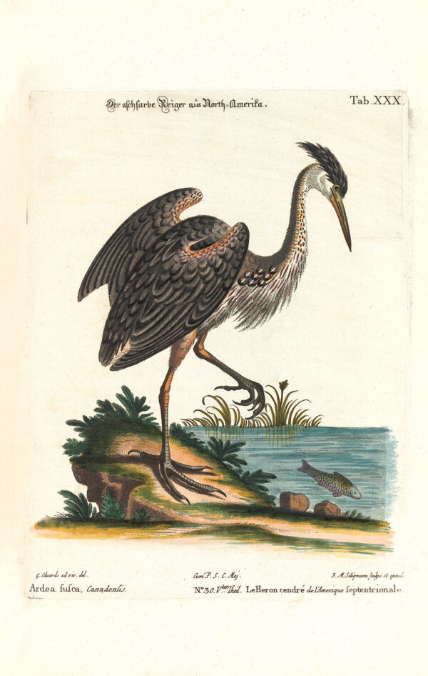 Seligmann Edwards - Der Aschfarbe Reiger aus North-Amerika - Sammlung verschiedener ausländischer und seltener Vögel - Museum quality giclee print - Facsimile Giclee