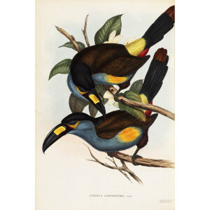 John Gould - Laminated Hill Toucan - A Monograph of the Ramphastidae, or Family of Toucans - Museum quality giclee print