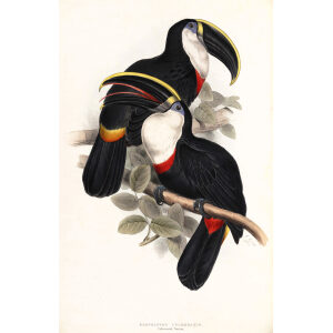 Culmenated Toucan Plate 029 John Gould A Monograph of Ramphastidae or Family of Toucans