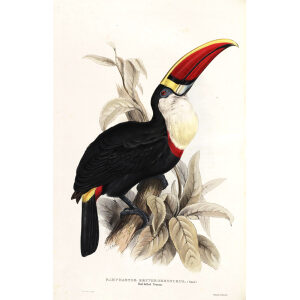 Red Billed Toucan Plate 037 John Gould A Monograph of Ramphastidae or Family of Toucans