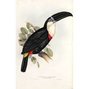 Lemon Rumped Toucan Plate 041 John Gould A Monograph of Ramphastidae or Family of Toucans