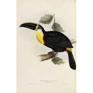 Osculant Toucan Plate 045 John Gould A Monograph of Ramphastidae or Family of Toucans