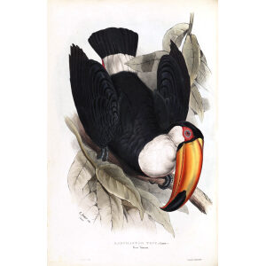 Toco Toucan Plate 049 John Gould A Monograph of Ramphastidae or Family of Toucans