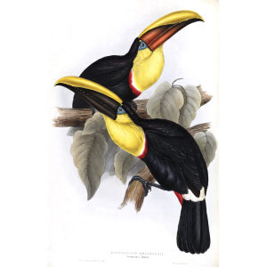 Swainsons Toucan Plate 057 John Gould A Monograph of Ramphastidae or Family of Toucans