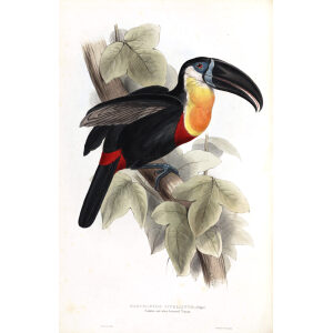 Sulphur and White Breasted Toucan Plate 061 John Gould A Monograph of Ramphastidae or Family of Toucans