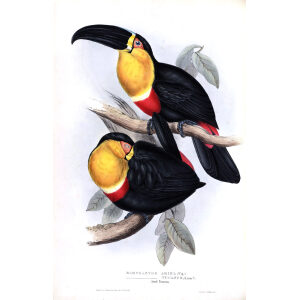 Ariel Toucan Plate 065 John Gould A Monograph of Ramphastidae or Family of Toucans