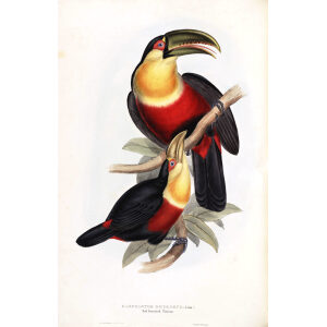 Red Breasted Toucan Plate 069 John Gould A Monograph of Ramphastidae or Family of Toucans