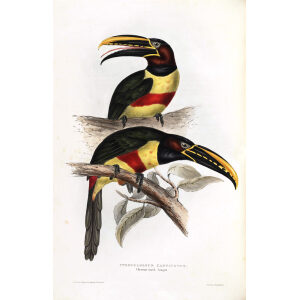 Chestnut Eared Aracari Plate 079 John Gould A Monograph of Ramphastidae or Family of Toucans