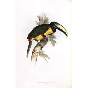 Royal Aracari Plate 083 John Gould A Monograph of Ramphastidae or Family of Toucans