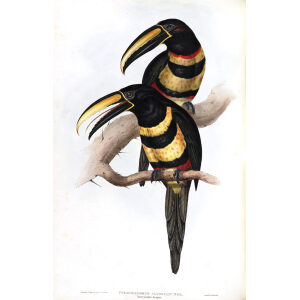 Many Banded Aracari Plate 087 John Gould A Monograph of Ramphastidae or Family of Toucans