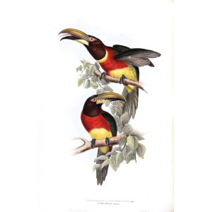 Double Colored Aracari Plate 091 John Gould A Monograph of Ramphastidae or Family of Toucans