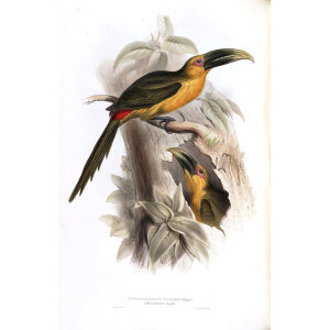 Saffron Coloured Aracari Plate 107 John Gould A Monograph of Ramphastidae or Family of Toucans