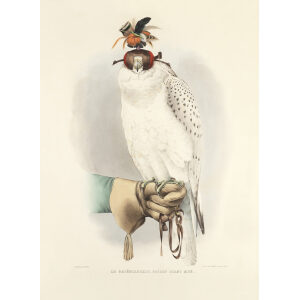 Le Groënlandais, faucon blanc mué. Traite de Fauconnerie. Hermann Schlegel. Giclee Print