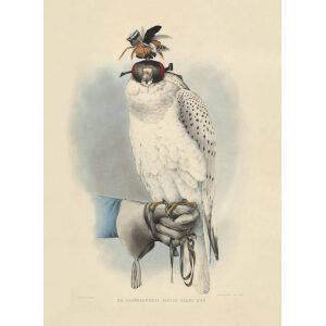 Le Groënlandais, faucon blanc mué. Traite de Fauconnerie. Hermann Schlegel. Giclee Print