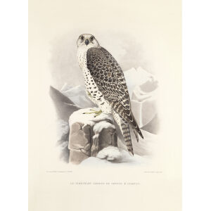 Le tiercelet hagard de faucon d’Islande. Traite de Fauconnerie. Hermann Schlegel. Giclee Print