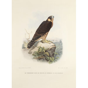 Le tiercelet sors de faucon au plumage de cresserelle. Traite de Fauconnerie. Schlegel, Hermann. Giclee Print